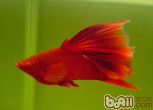 紅劍魚