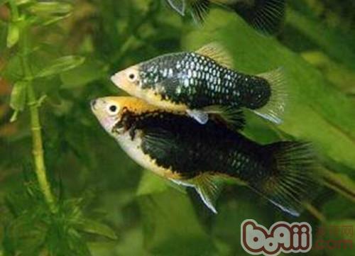 月光魚