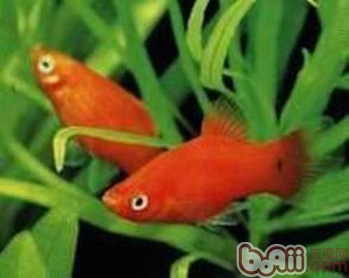 月光魚