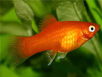 月光魚