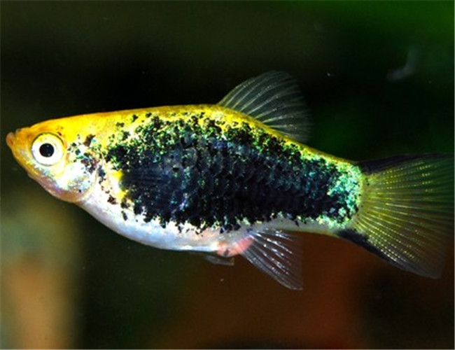 月光魚