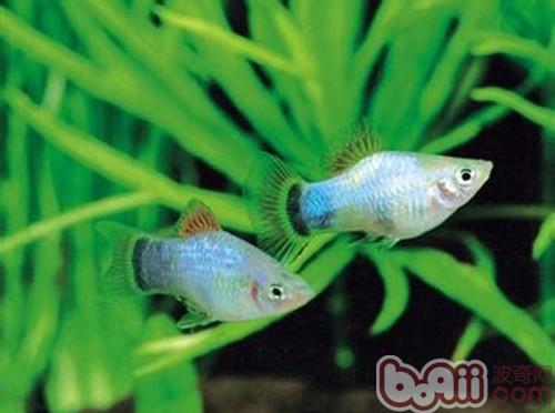 月光魚