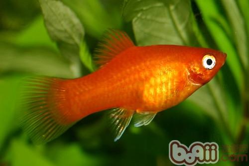 月光魚