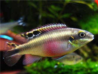 紅肚鳳凰魚