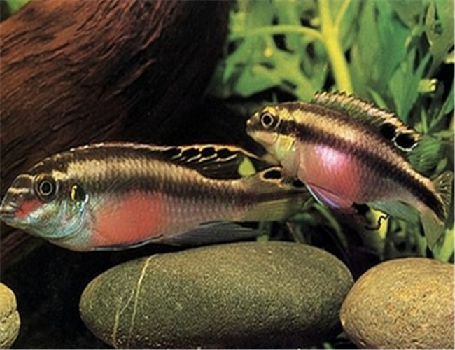 紅肚鳳凰魚