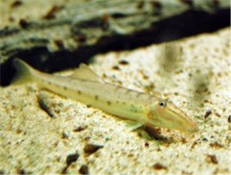 青苔鼠魚