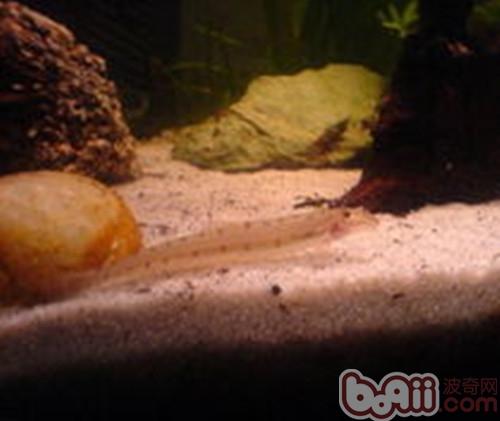青苔鼠魚