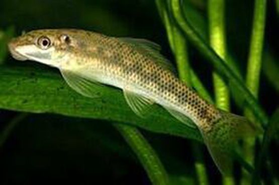 青苔鼠魚