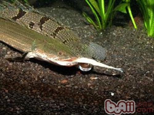 戴氏多鳍魚