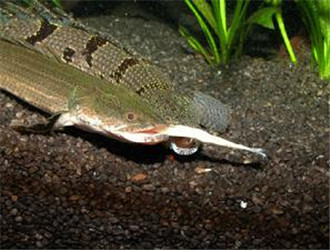 戴氏多鳍魚