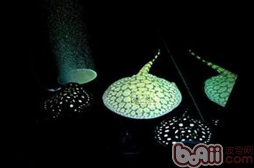 珍珠虹魚