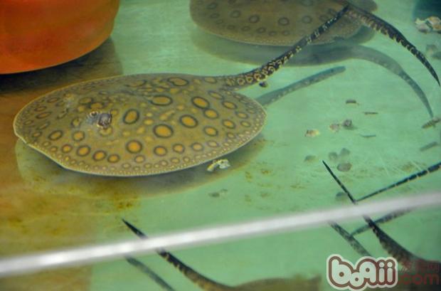 珍珠虹魚