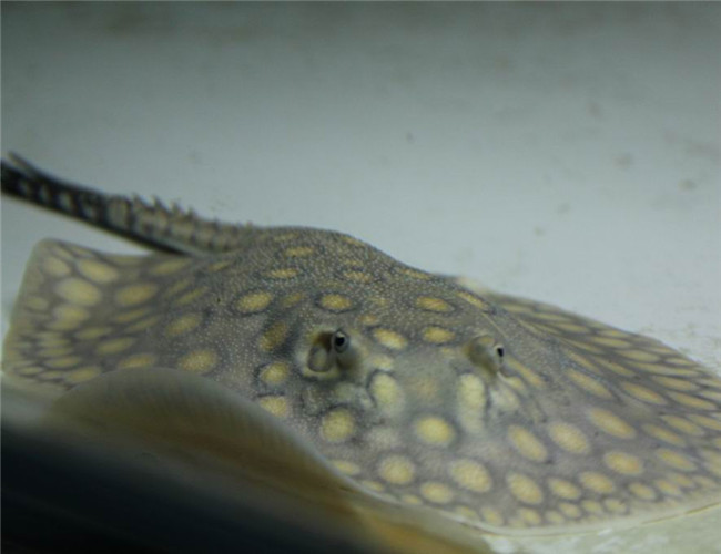 珍珠虹魚