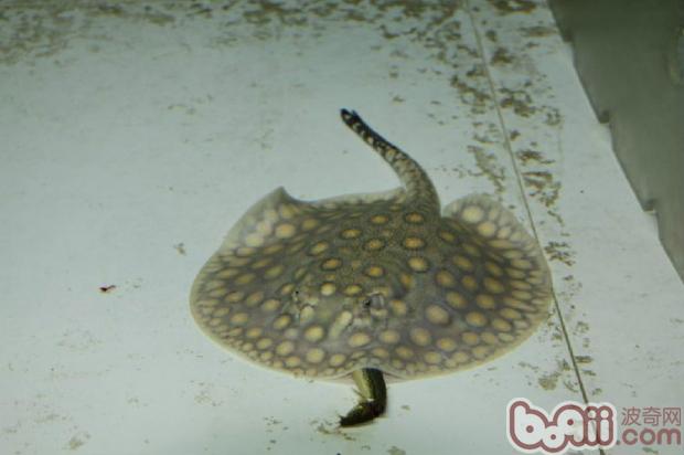珍珠虹魚