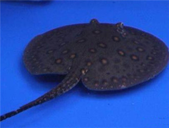珍珠虹魚