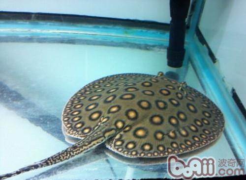 珍珠虹魚
