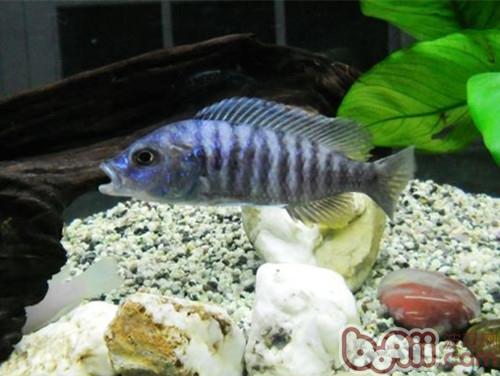 閃電王子魚