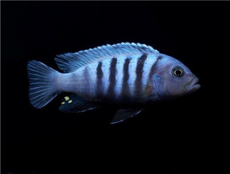 閃電王子魚