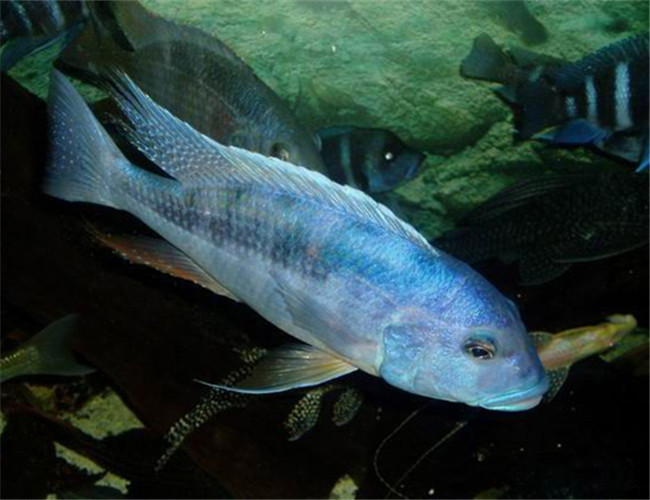 閃電王子魚
