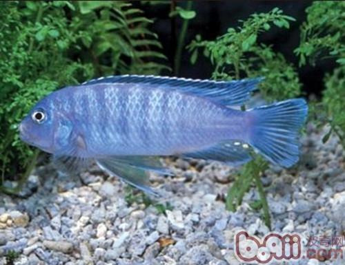 閃電王子魚