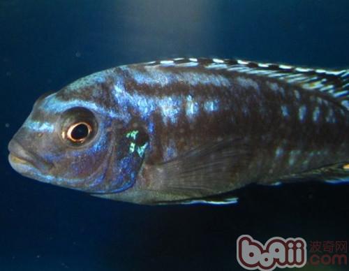閃電王子魚
