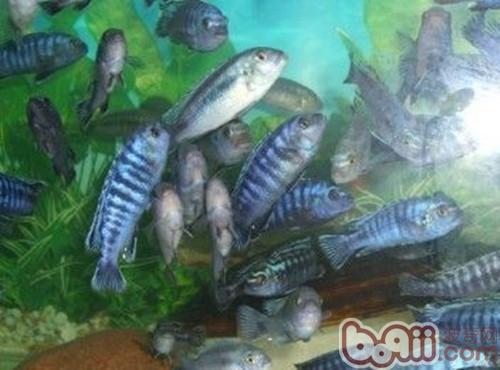 閃電王子魚