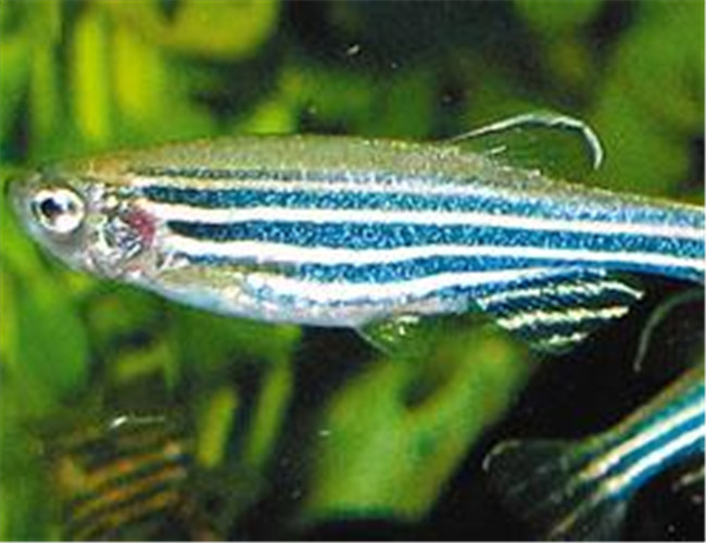 斑馬魚