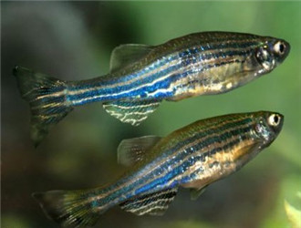 斑馬魚