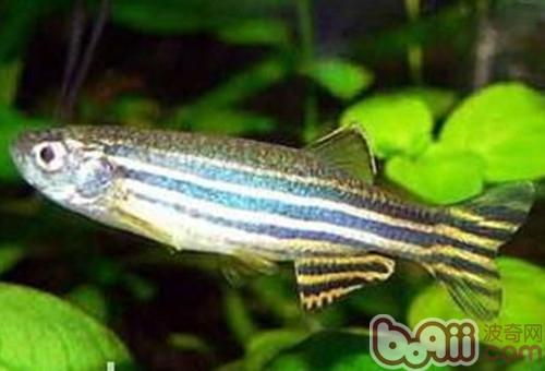 斑馬魚