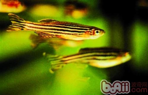 斑馬魚