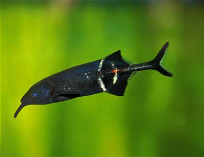 象鼻魚