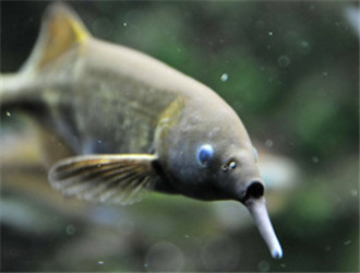 象鼻魚