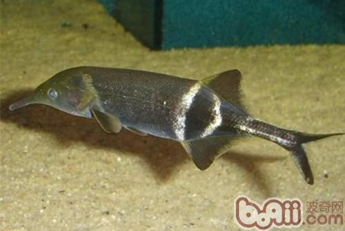 象鼻魚