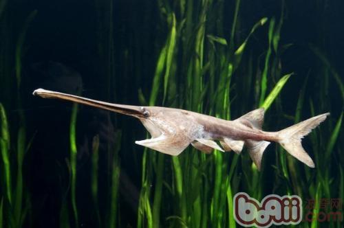 象鼻魚