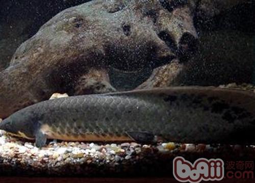 澳洲肺魚