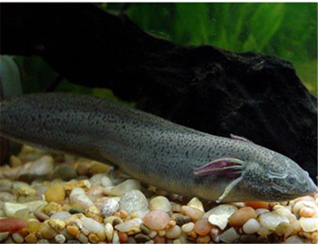 澳洲肺魚