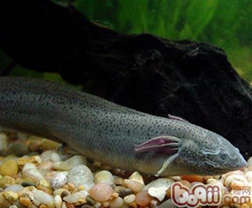 澳洲肺魚