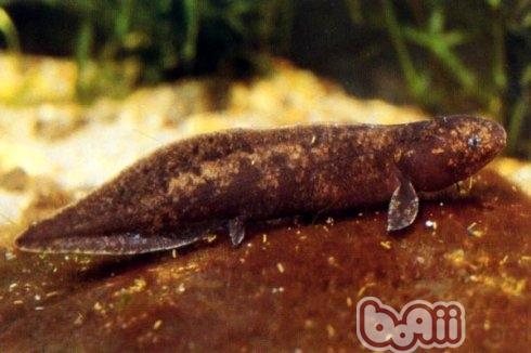 澳洲肺魚