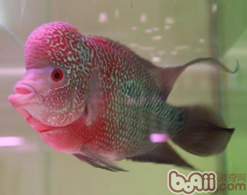 花羅漢