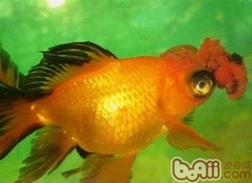 鐵包金文魚球