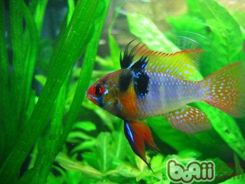 七彩鳳凰魚