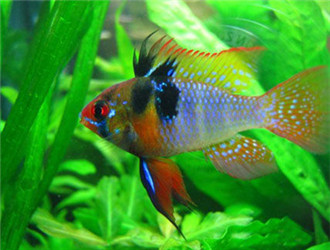 七彩鳳凰魚