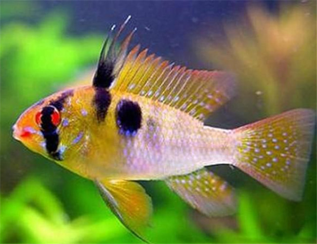 七彩鳳凰魚