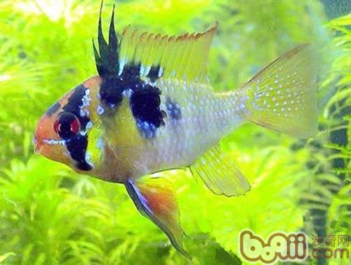 七彩鳳凰魚