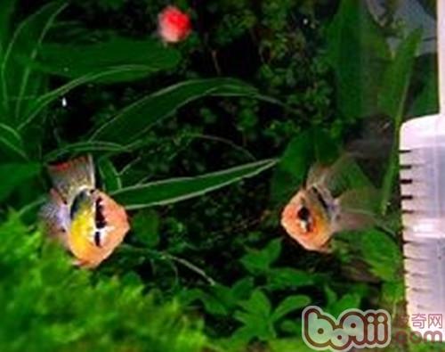 七彩鳳凰魚