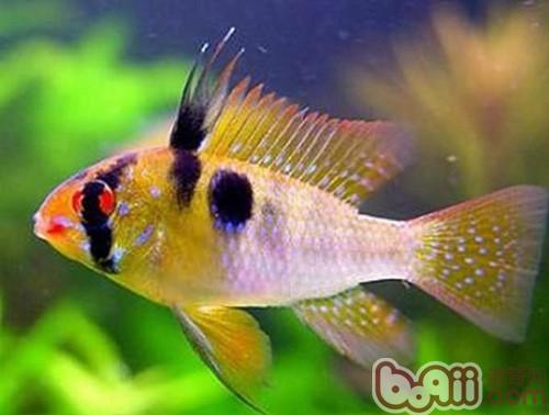 七彩鳳凰魚
