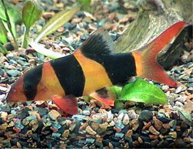 三間鼠魚