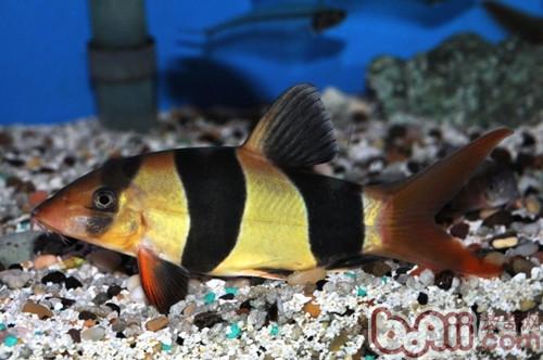 三間鼠魚