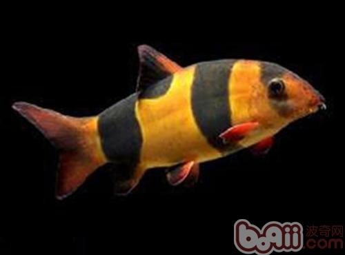 三間鼠魚