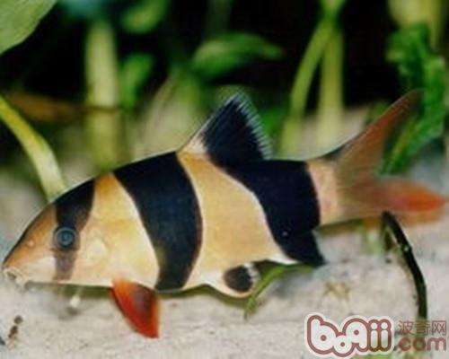三間鼠魚
